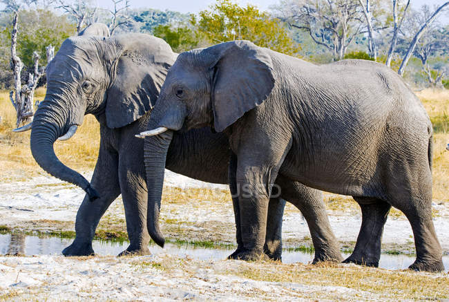Éléphants majestueux par trou d'eau, Okavango, Botswana — Photo de stock