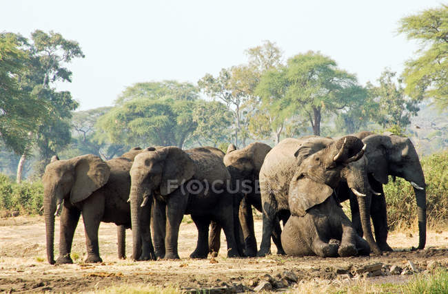 Elefanten baden im Schlamm, Okavango, Botswana — Stockfoto