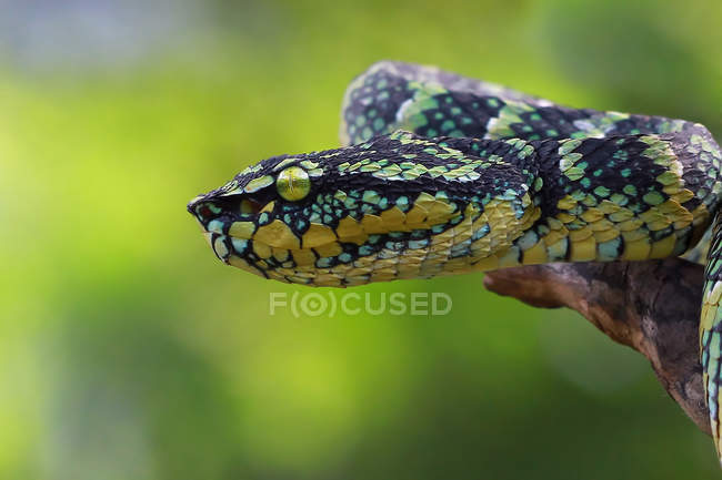 Seitenansicht eines Schlangenkopfes der Viper, selektiver Fokus — Stockfoto