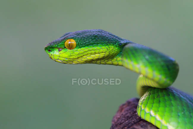 Vista lateral de una cabeza de serpiente víbora, enfoque selectivo - foto de stock