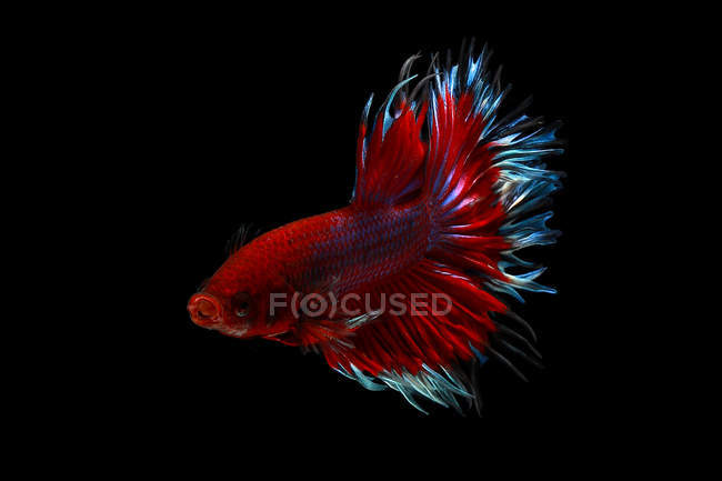 Close-up vista de majestoso peixe betta no fundo preto — Fotografia de Stock