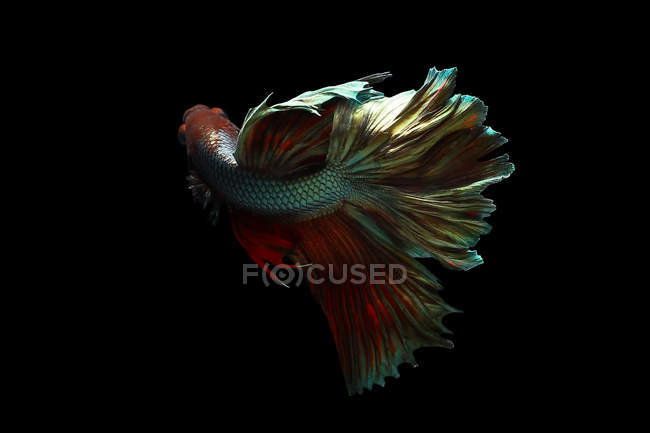 Vista de primer plano de majestuoso pez betta sobre fondo negro - foto de stock