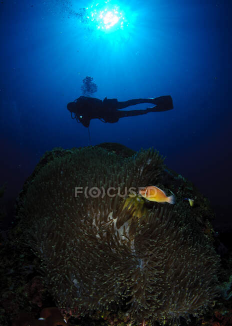 Silueta de un buzo sobre arrecife de coral, Isla Apo, Negros Oriental, Filipinas - foto de stock