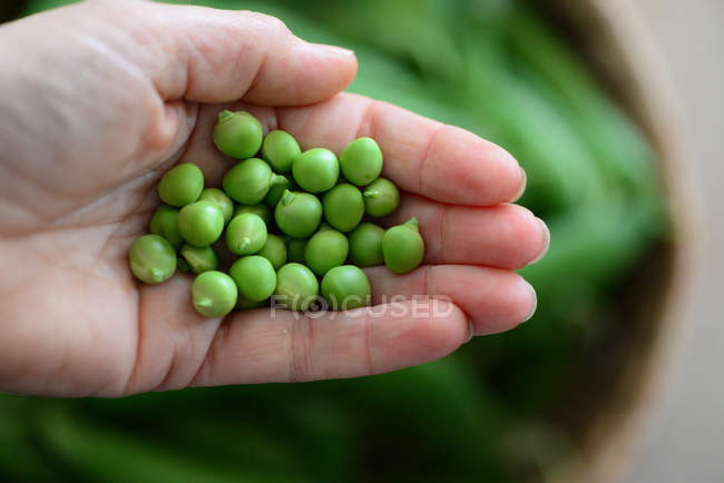 Woman hand holding peas close to camera — Stock Photo
