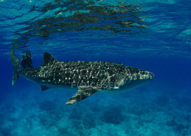 Китова акула плаває в океані, Думагете, Філіппіни. — стокове фото