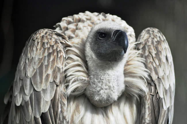 Retrato de un ave buitre, fondo borroso - foto de stock