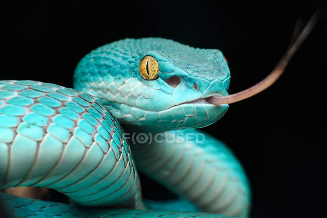 Majestuosa serpiente víbora Pit azul, fondo negro - foto de stock