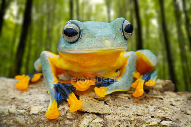 Retrato de cerca de una rana arborícola sentada en una roca, vista de cerca - foto de stock