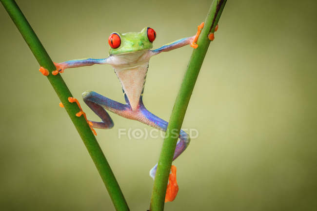 Tree frog on a plant, closeup view — Stock Photo
