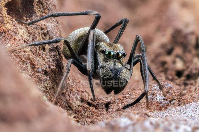 Nahaufnahme einer springenden Spinne, selektiver Fokus — Stockfoto