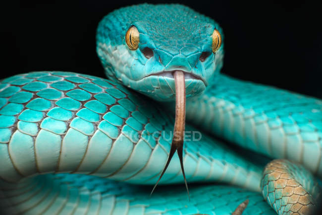 Close-up view of Pit viper snake, blurred background — Stock Photo
