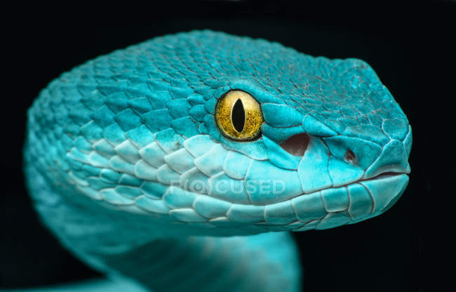 Close-up view of Pit viper snake, black background — Stock Photo