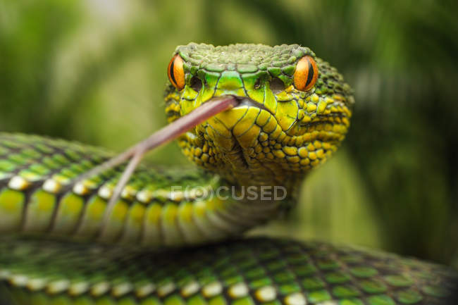 Portrait of Mangrove pit viper, selective focus — Stock Photo