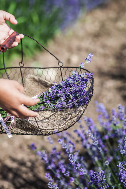 Girl picking lavender flowers — Stock Photo
