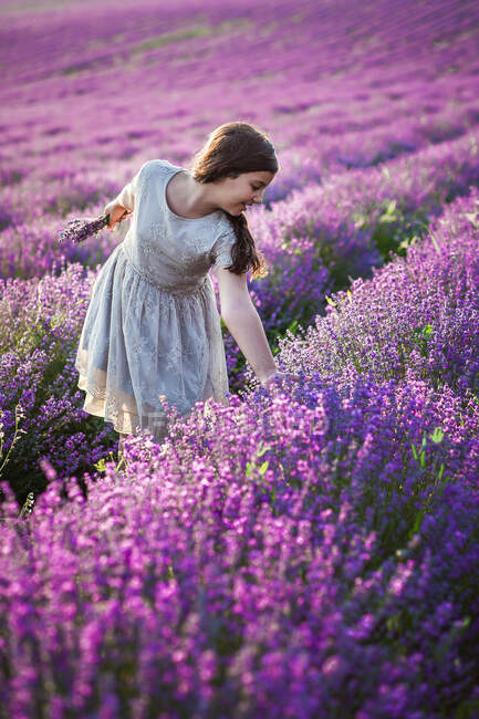 Дівчина в лавандовому полі збирає квіти — стокове фото
