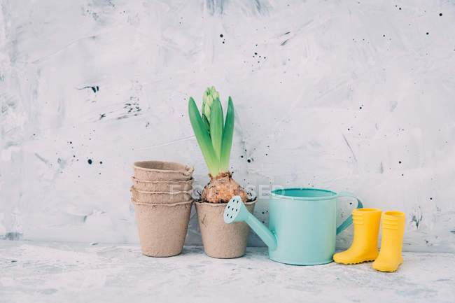Hyacinth fiore con vasi di piante, annaffiatoio e stivali wellington — Foto stock