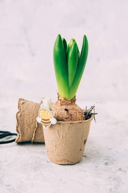Closeup view of Hyacinth flowers in a turf pot — Stock Photo