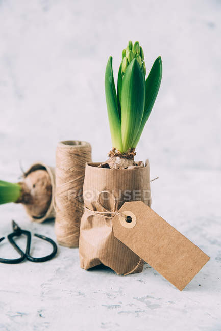 Крупним планом вид на рослини гіацинту в обгортковому папері — стокове фото