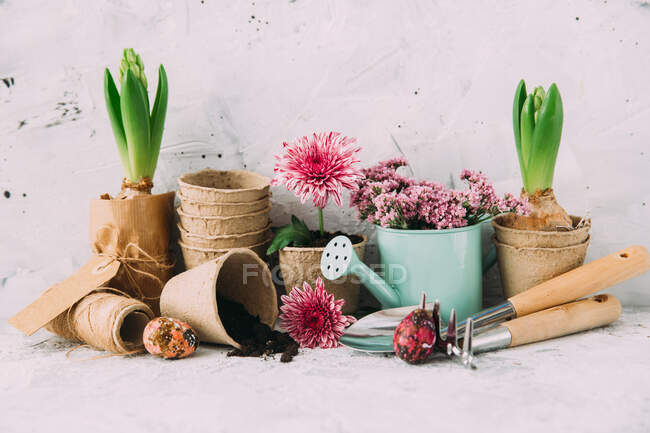 Gartengeräte und Frühlingsblumen — Stockfoto