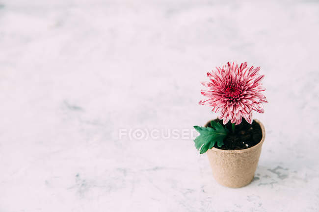 Взгляд на цветок, растущий в горшке — стоковое фото