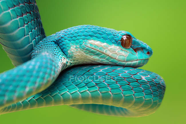 Vista de cerca de serpiente víbora azul, fondo borroso - foto de stock