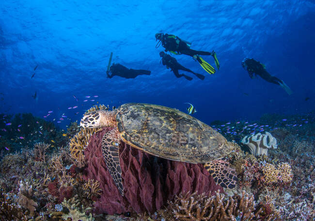 Four divers swimming with a turtle, Tubbataha Reefs Natural Park, Philippines — Stock Photo