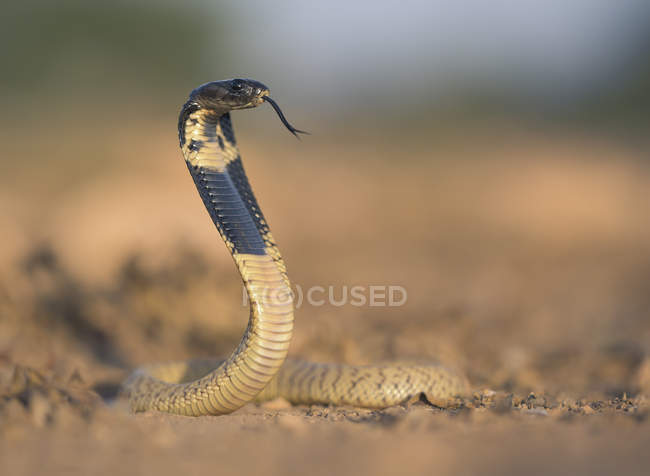 Nahaufnahme der jugendlichen marokkanischen Kobra, verschwommener Hintergrund — Stockfoto