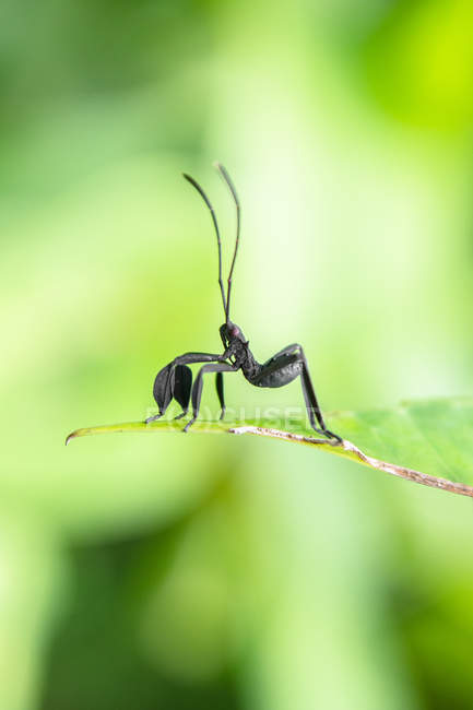 Vista de primer plano del insecto en una hoja, borrosa - foto de stock