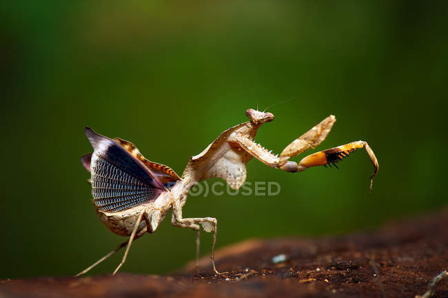 Portrait of a Praying Mantis against blurred background — Stock Photo