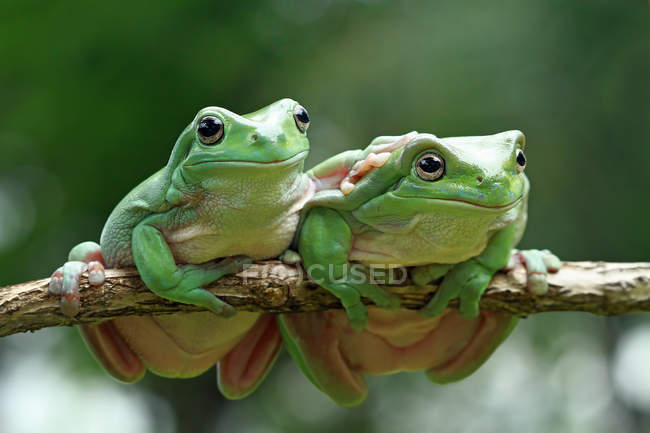 Two dumpy tree frogs on a branch, closeup view — Stock Photo