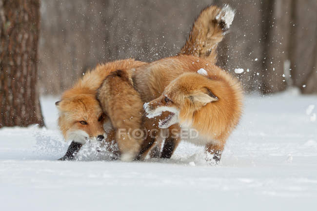 Vista panorámica de dos zorros luchando en la nieve - foto de stock