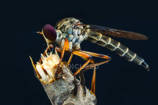 Ritratto di una mosca rapinatrice sullo sfondo sfocato — Foto stock
