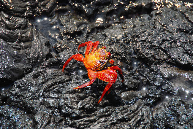 Crabe Sally Lightfoot rampant à travers les rochers, îles Galapagos, Équateur — Photo de stock
