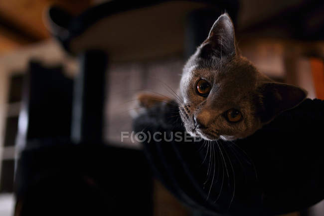 Chartreux cat lying on a bed, closeup view — Stock Photo