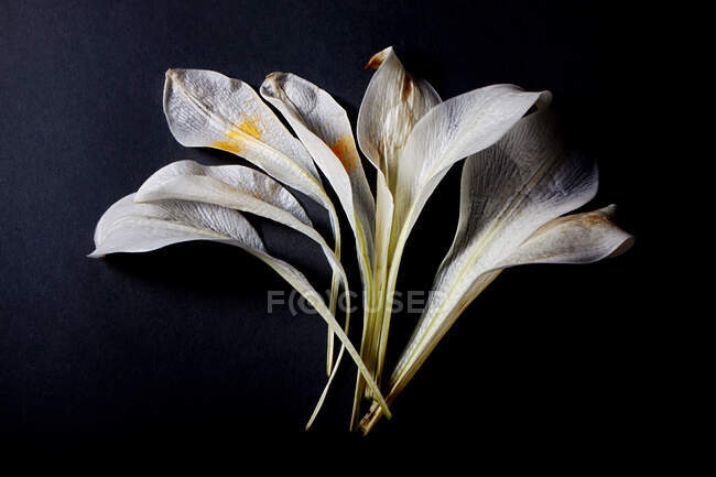Arrangement of lily flower petals — Stock Photo