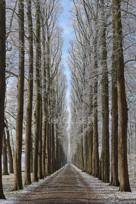 Malerischer Blick auf baumbestandene Straße, leer, Niedersachsen, Deutschland — Stockfoto