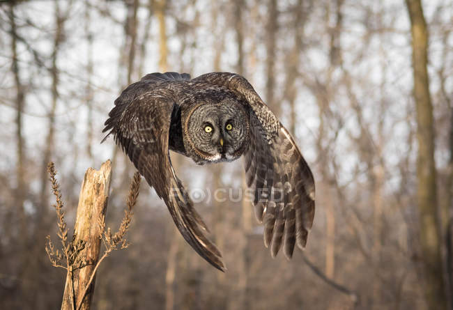 Shot of great gray owl in natural habitat — Stock Photo