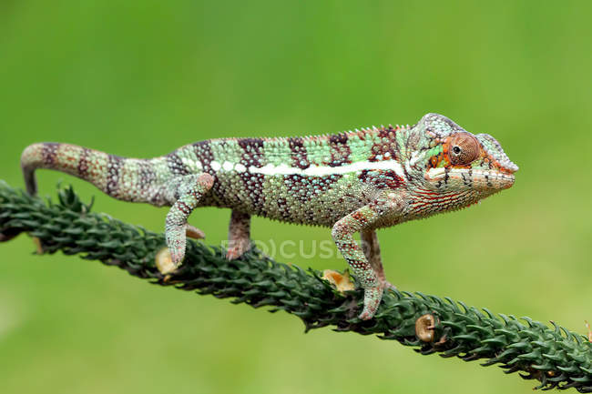 Retrato de un camaleón, vista de cerca, enfoque selectivo - foto de stock