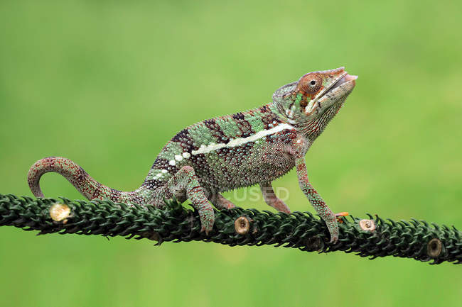 Chameleon on a branch, closeup view, selective focus — Stock Photo