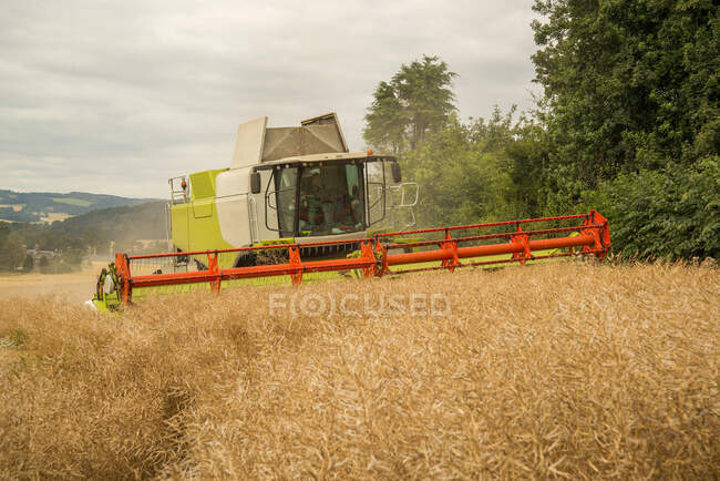 Cosechadora cosechadora cosechadora de colza, Errol, Perth y Kinross Escocia, Reino Unido - foto de stock