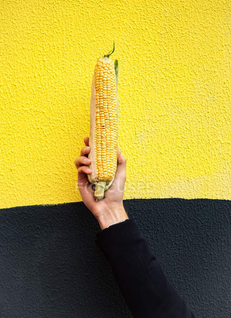 Hombre sosteniendo maíz en la mazorca contra la pared amarilla - foto de stock