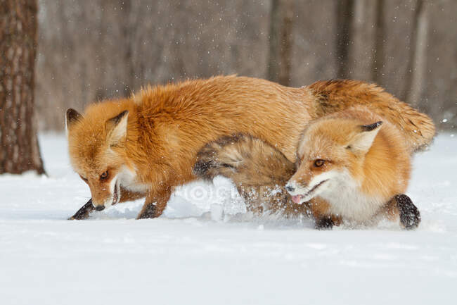 Мальовничий вид на двох лисиць, що воюють на снігу — стокове фото