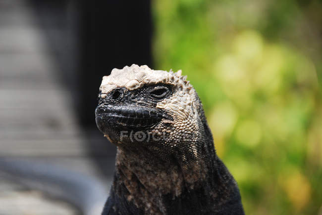 Ritratto di un'iguana marina, primo piano, messa a fuoco selettiva — Foto stock