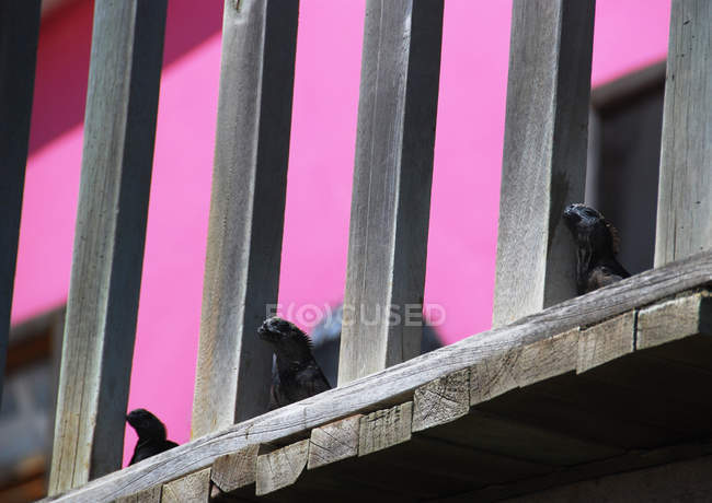 Marine iguanas basking in sun on a wooden terrace — Stock Photo