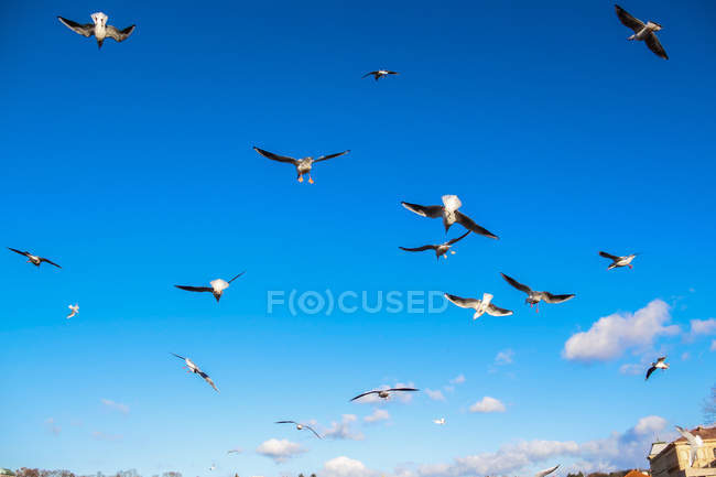 Scenic view of Flock of seagulls flying over city — Stock Photo