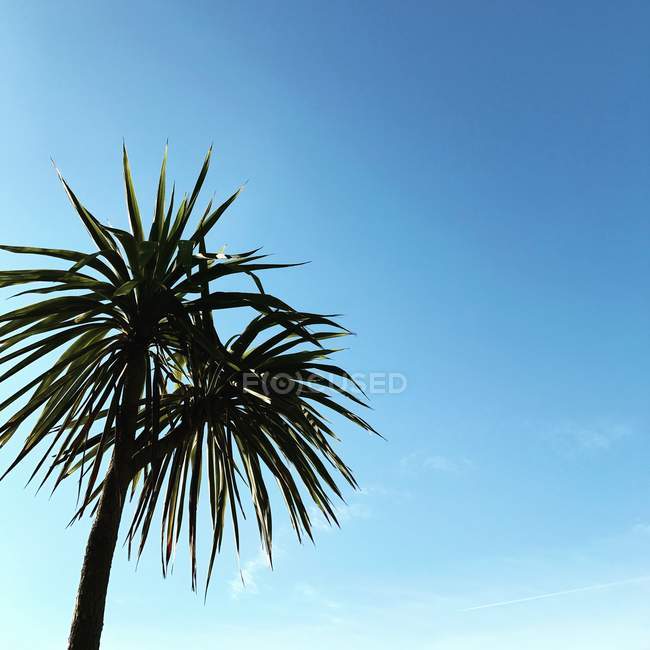 Palmera contra un cielo azul, Newquay, Cornwall, Inglaterra, Reino Unido - foto de stock
