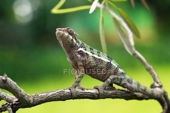 Camaleão em um ramo, vista de close-up, foco seletivo — Fotografia de Stock