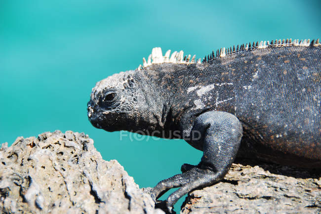 Portrait d'un iguane marin, vue rapprochée, mise au point sélective — Photo de stock