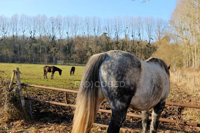 Vista panorámica de los caballos en un campo, Niort, Aquitania, Francia - foto de stock