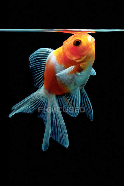 Золотая рыбка глотает воздух в аквариуме, темный фон — стоковое фото